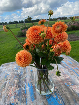 Orange Dahlia
