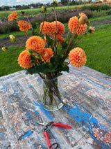 Orange Dahlia