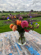 Dahlia Blush