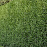 x6 - Snelgroeiende haag - Haagplant - Conifeer - Leylandii - 40cm