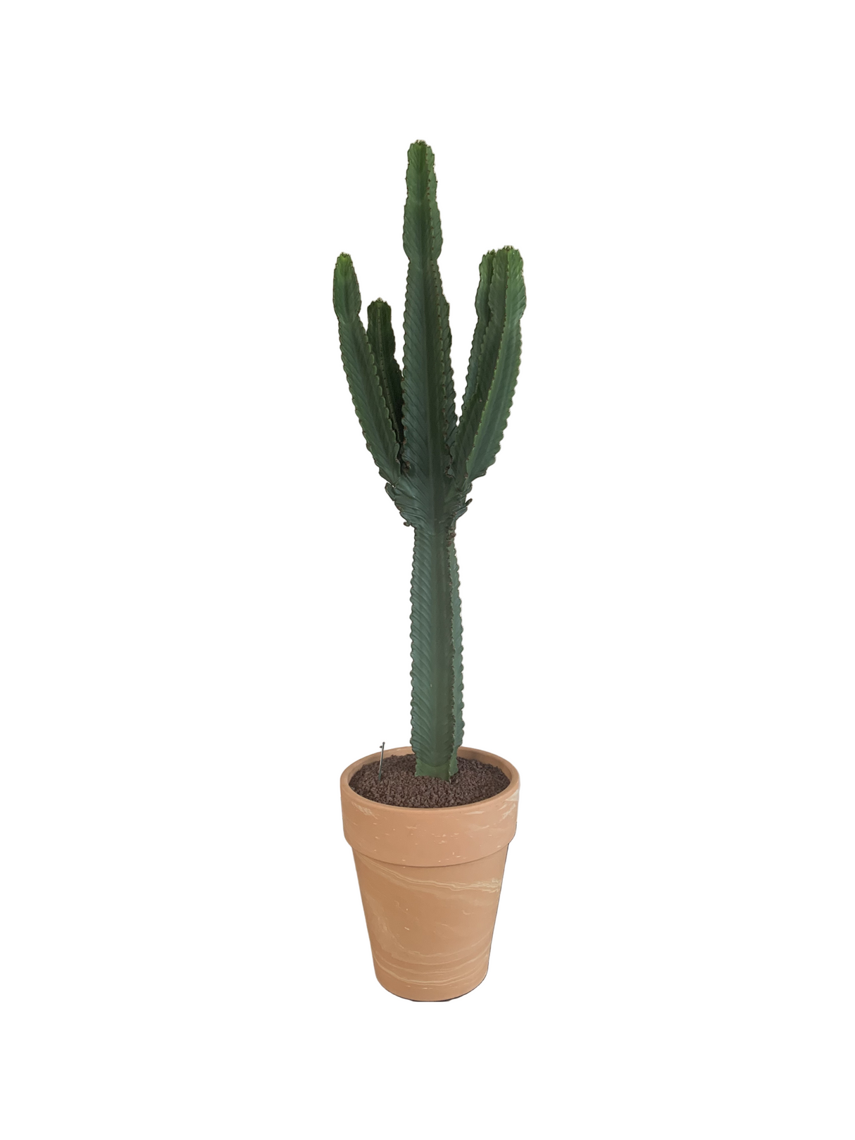 XXL Cactus / Euphorbia Ingens - ↕200cm (h. incl pot) - Ø50cm