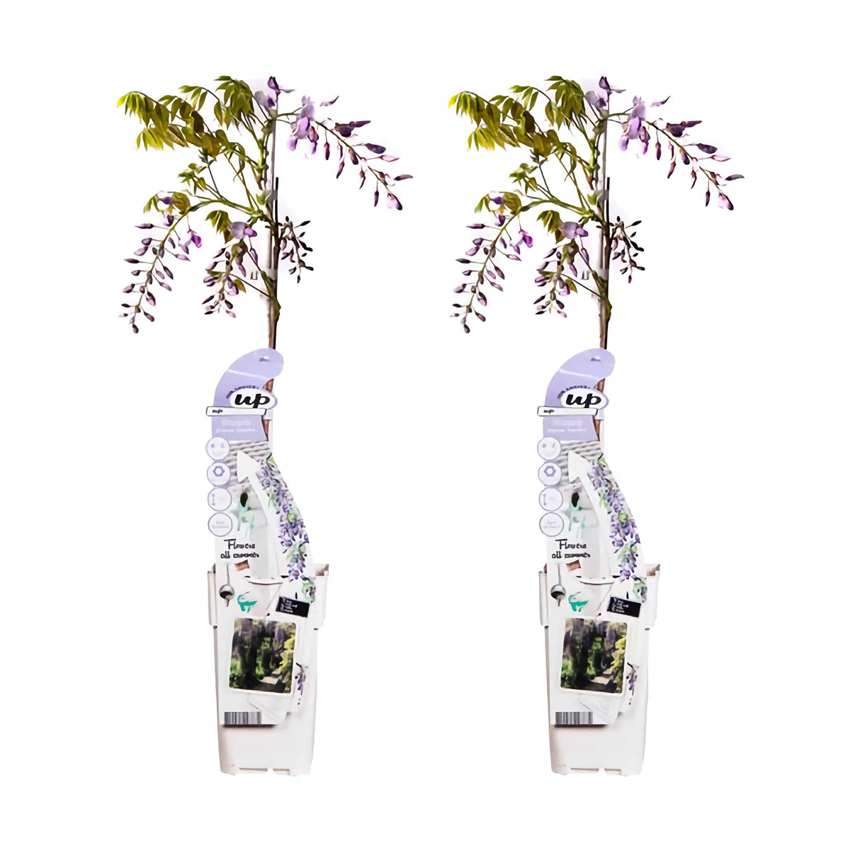 Blauwe Regen / Wisteria sinensis 'Caroline' – ↕65cm – ⌀15