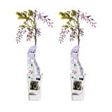 Blauwe Regen / Wisteria sinensis 'Caroline' – ↕65cm – ⌀15