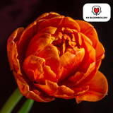 Tulpenbollen Icoon – 20 Stuks | KH Bloembollen® | Oranje Dubbelbloemige Tulp – Vol, Warm & Opvallend – Voor Tuin of Pot – Maat 11/12 – Vers van de Teler