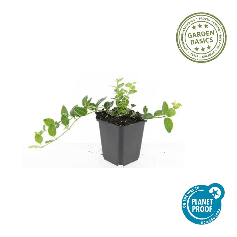 24x Vinca minor 'Ralph Shugert' - ↕10-25cm - Ø9cm