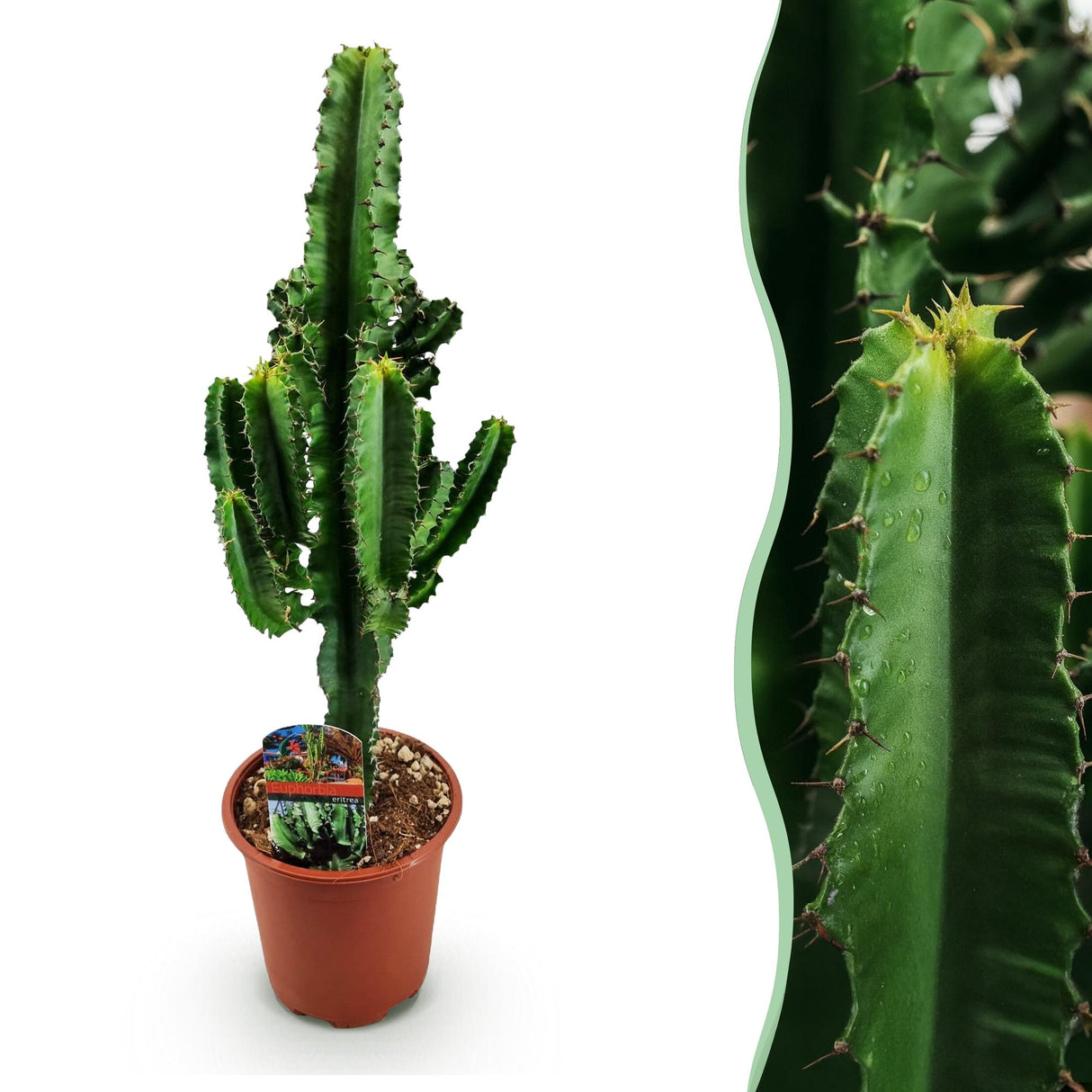 Euphorbia eritrea - Afrikaanse melkboom - Weinig onderhoud - Groen - 1 - Pot 17cm - Hoogte 60cm