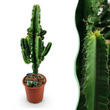 Euphorbia eritrea - Afrikaanse melkboom - Weinig onderhoud - Groen - 1 - Pot 17cm - Hoogte 60cm