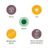 Green boutiQ - Kamerplant - Euphorbia eritrea - Afrikaanse melkboom - Weinig onderhoud - Groen - 2 - Pot 17cm - Hoogte 60cm