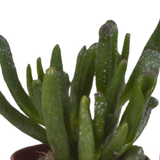 Vetplanten mix 5.5 cm - 5x - in witte pot