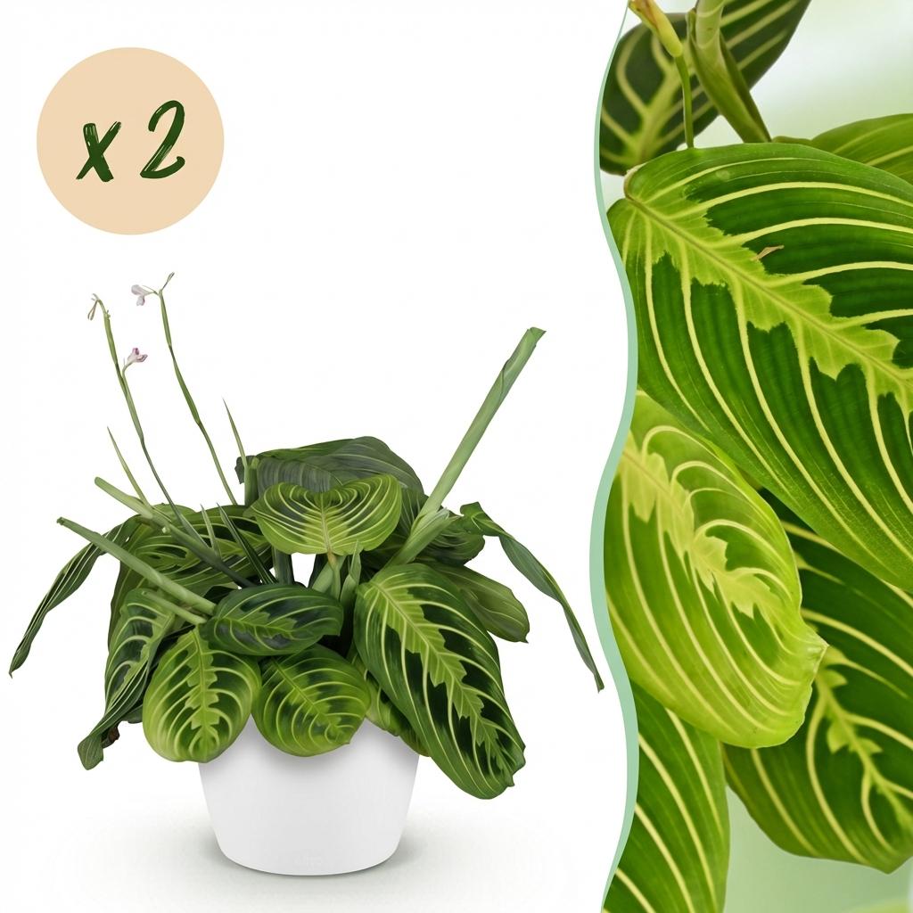 Maranta Fascinator Lemon Lime - Gebedsplant - Huisdiervriendelijke Plant - Groen - 2 Planten - met Potter Wit - Pot 12cm - Hoogte 25cm