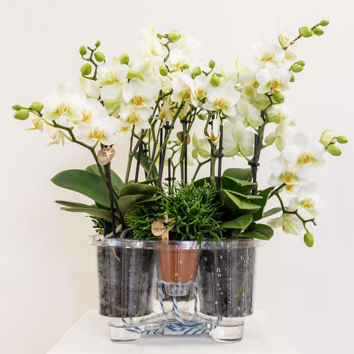 Kolibri Orchids | witte plantenset in Cotton Basket incl. waterreservoir | drie witte orchideeën Lausanne 9cm en drie groene planten | Jungle Bouquet wit met zelfvoorzienend waterreservoir