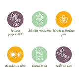 Green boutiQ - Siergrassen - Carex oshimensis Evergold - Geel & Groen - 2 Planten - Bladhoudend - Weinig Onderhoud - Pot 17cm Hoogte 50cm