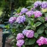 Green boutiQ - Tuinplant - Hydrangea Endles Summer Summer Love Purple - Hortensia - Winterhard - Paars - 8 Planten - Pot 14cm - Hoogte 20-25cm
