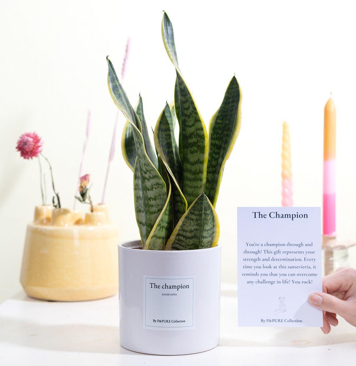 Sansevieria Gift "The Champion" WITH GREETING CARD! - Ø12cm - ↕30cm