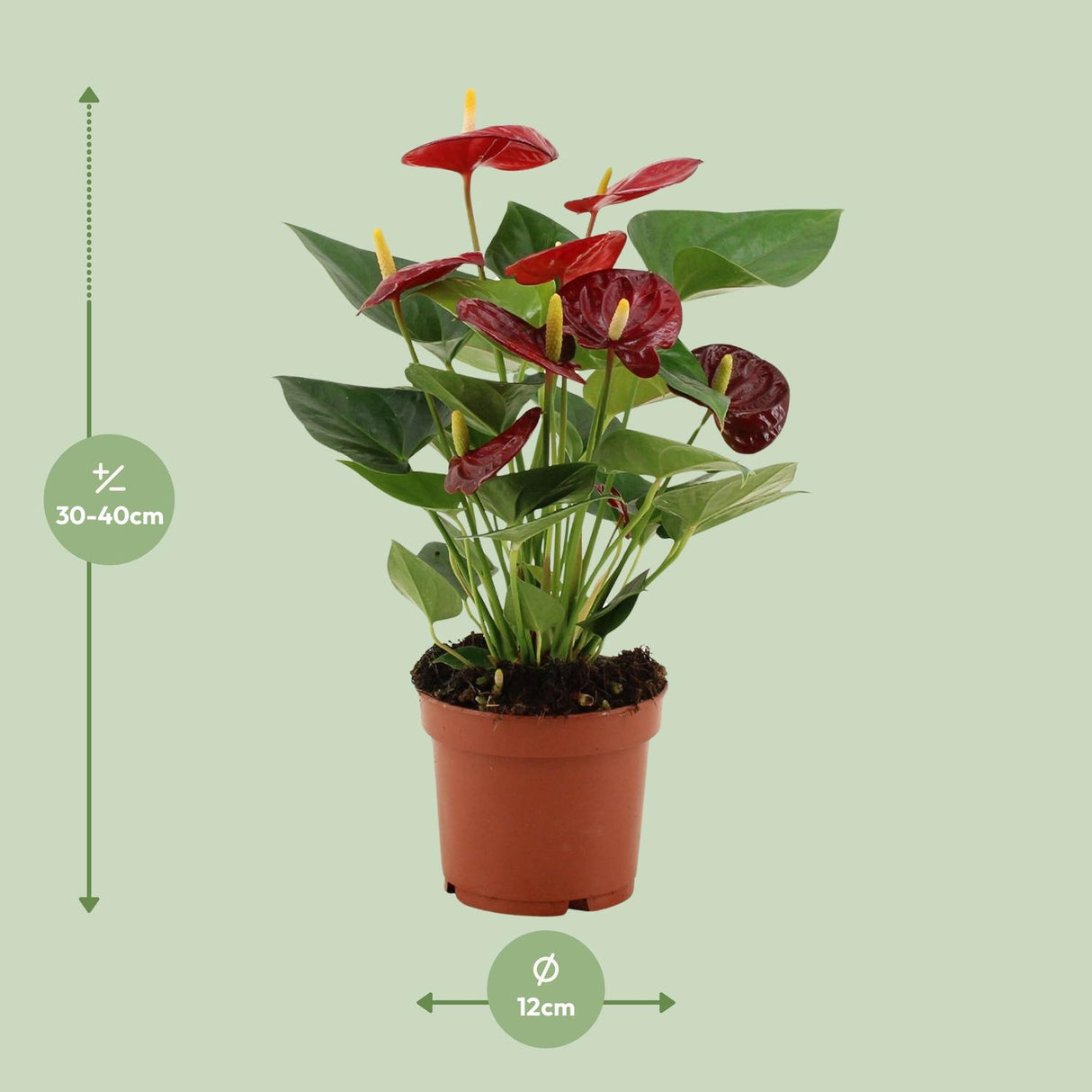 Flamingoplant / Anthurium – ↕36cm – ⌀12cm