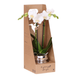 Kolibri Orchids | Witte Phalaenopsis Orchidee - Mineral Amabilis in Chrome Dubbel Sierpot met Giftbox - Ø9 cm