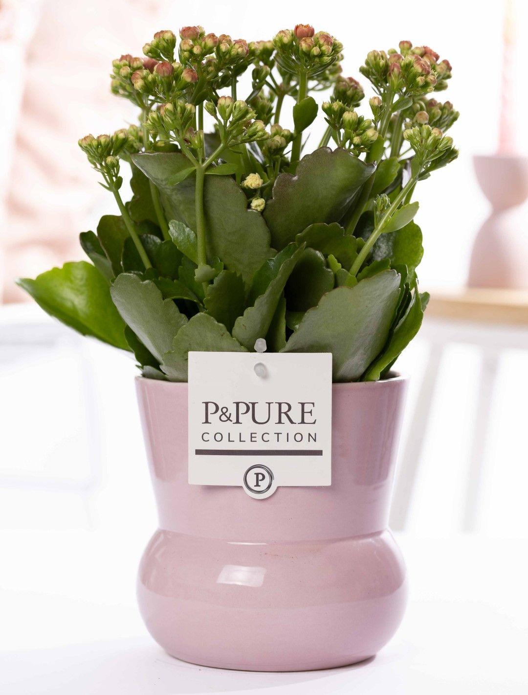 Kalanchoe Rose dans Vase Plante P&PURE Maxima Rose - Ø12cm - ↕27cm