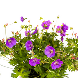 Géranium Rozanne Violet Ø19cm - ↕20cm - Ø30cm