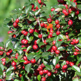 48x Cotoneaster dammeri - ↕10-25cm - Ø9cm
