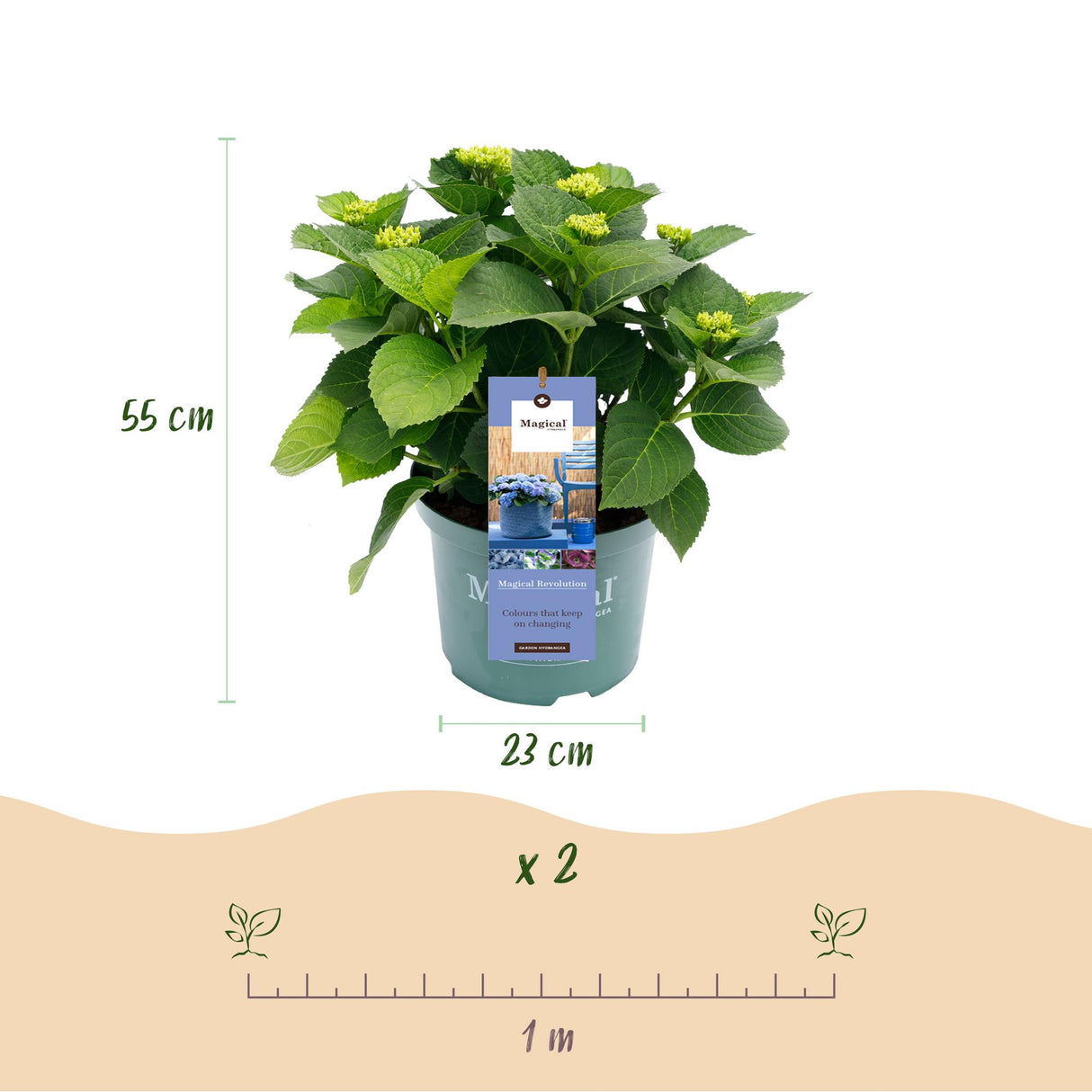 Hortensia - Hydrangea Magical Revolution Blue - Blauw - 6-10 Bloemen - 2 Planten - Pot 23cm Hoogte 55cm