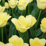 Tulpenbollen World Friendship – 20 Stuks | KH Bloembollen® | Lichtgele Tulp – Zacht, Vriendelijk & Elegant – Voor Tuin of Pot – Maat 11/12 – Vers van de Teler