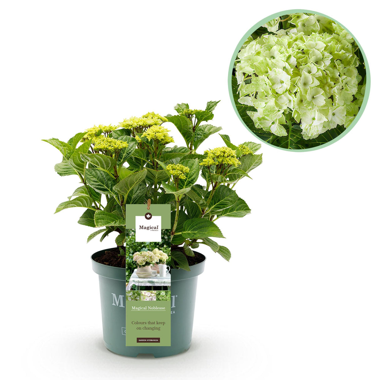 Hortensia - Hydrangea Magical Nobless - Wit - 6-10 Bloemen - Pot 23cm Hoogte 55cm
