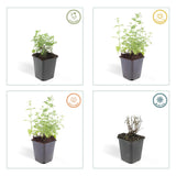 48x Nepeta 'Six Hills Giant' - ↕10-25cm - Ø9cm