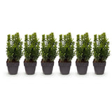 Green boutiQ - Haagplanten - Buxus sempervirens -  blad groen - 6 planten - 1 strekkende meter - groenblijvend - pot 17cm hoogte 45cm