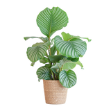 Calathea Orbifolia met Sofia mand naturel - 65cm - Ø21