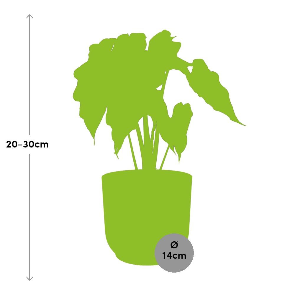 Alocasia ‚Polly‘ in ELHO Vibes Fold 14cm rosa