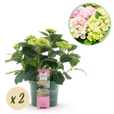 Hortensia - Hydrangea Magical Jewel Pink - Roze - 6-10 Bloemen - 2 Planten - Pot 23cm Hoogte 55cm