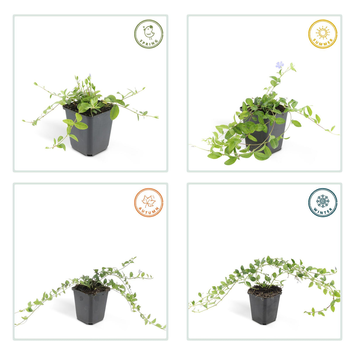 48x Vinca minor - ↕10-25cm - Ø9cm