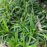 Siergrassen -  Carex morrowii Irish Green - Groen & Geel - 2 Planten - Bladhoudend - Weinig Onderhoud - Pot 17cm Hoogte 50cm