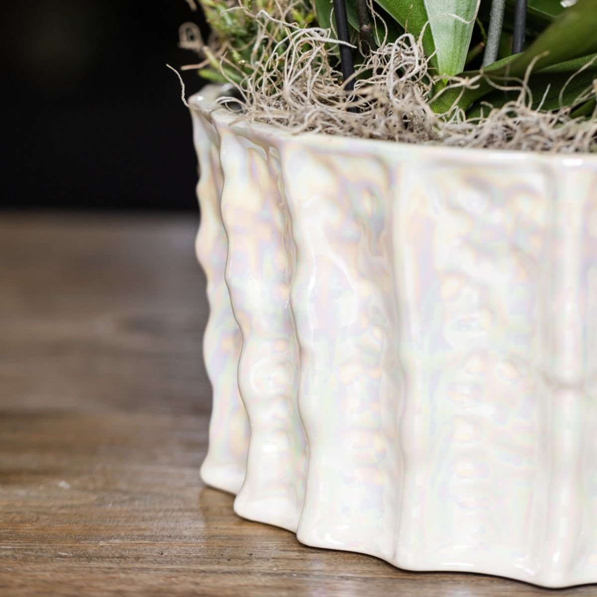 Kolibri Orchids | Oranje Mono Bouquet Jewel Las Vegas in Oyster Dish