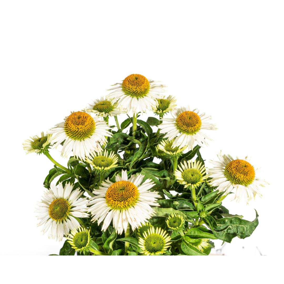 Echinacea Purpurea Blanche Ø19cm - ↕60cm - Ø70cm