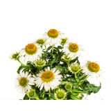 Echinacea Purpurea Blanche Ø19cm - ↕60cm - Ø70cm