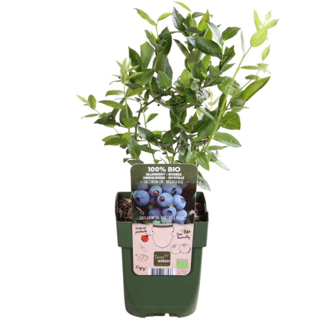 3 x Bosbessenplanten BIO - ↕20 cm - Ø 13 cm