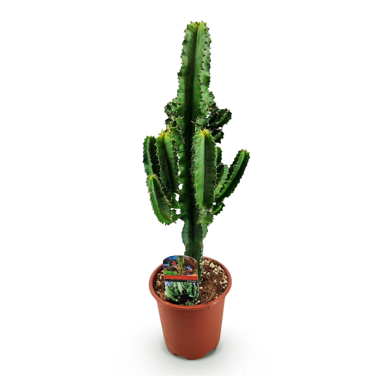 Euphorbia eritrea - Afrikaanse melkboom - Weinig onderhoud - Groen - 1 - Pot 17cm - Hoogte 60cm