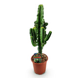 Euphorbia eritrea - Afrikaanse melkboom - Weinig onderhoud - Groen - 1 - Pot 17cm - Hoogte 60cm