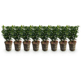 Green boutiQ - Haagplanten - Euonymus japonica Green Spire -  blad groen - 8 planten - 1 strekkende meter - groenblijvend - pot 9cm hoogte 20-25cm
