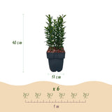 Green boutiQ - Haagplanten - Euonymus japonica Green Spire -  blad groen - 6 planten - 1 strekkende meter - groenblijvend - pot 17cm hoogte 40cm