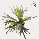 Kunstpflanze - Hirschzungenfarn - 50 cm