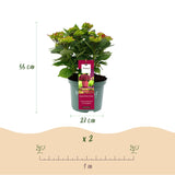 Hortensia / Hydrangea Magical Teusday & Saphire - Rood - 6-10 Bloemen - Pot 23cm Hoogte 55cm