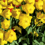 Bulbes de tulipes Strong Gold – 20 pièces | KH Bloembollen® | Tulipe jaune – Éclatante & Puissante – Pour jardin ou pot – Taille 11/12 – Frais du producteur