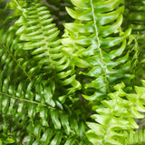 Nephrolepsis exaltata Green Lady - Varen - Huisdiervriendelijke Plant - Groen - 4 Planten - met Mand - Pot 12cm - Hoogte 25cm