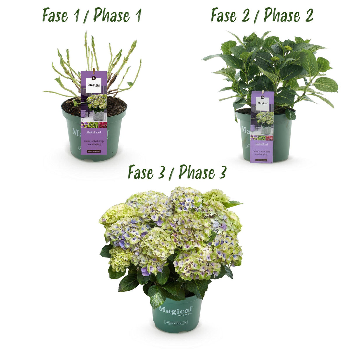 Hortensia - Hydrangea Magical Jewel Blue - Blauw - 6-10 Bloemen - 2 Planten - Pot 23cm Hoogte 55cm