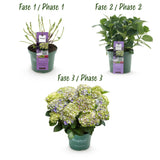 Hortensia - Hydrangea Magical Jewel Blue - Blauw - 6-10 Bloemen - 2 Planten - Pot 23cm Hoogte 55cm