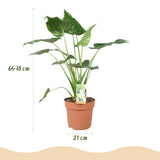 Alocasia Cucullata - Boeddha,s hand - Weinig onderhoud - Groen - 1 Plant - met Potter Wit - Pot 21cm - Hoogte 65-70cm