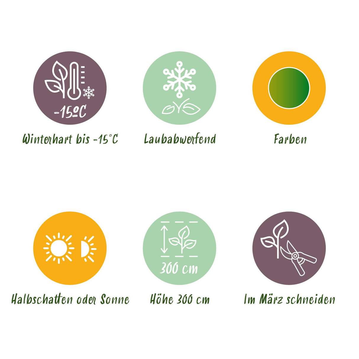 Green boutiQ - Terrasplant - Japanse Esdoorn - Acer palmatum Koto-no-ito - Groen - 2 Planten - Bladverliezend - Pot 19cm Hoogte 70cm