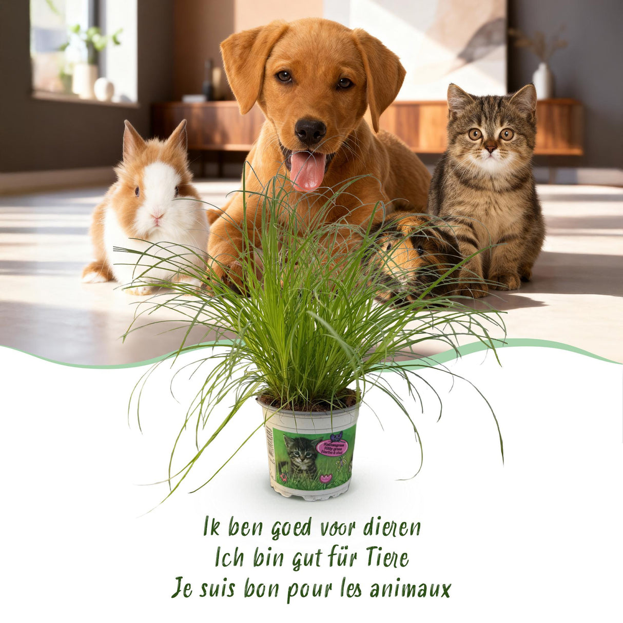 Cyperus alternifolius Zumula - Kattengras - Huisdiervriendelijke Plant - Groen - 2 Planten - met Potter Wit - Pot 12cm - Hoogte 20cm